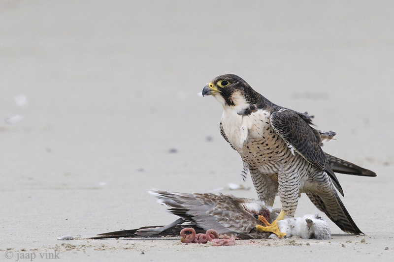 Peregrine - Slechtvalk - Falco peregrinus