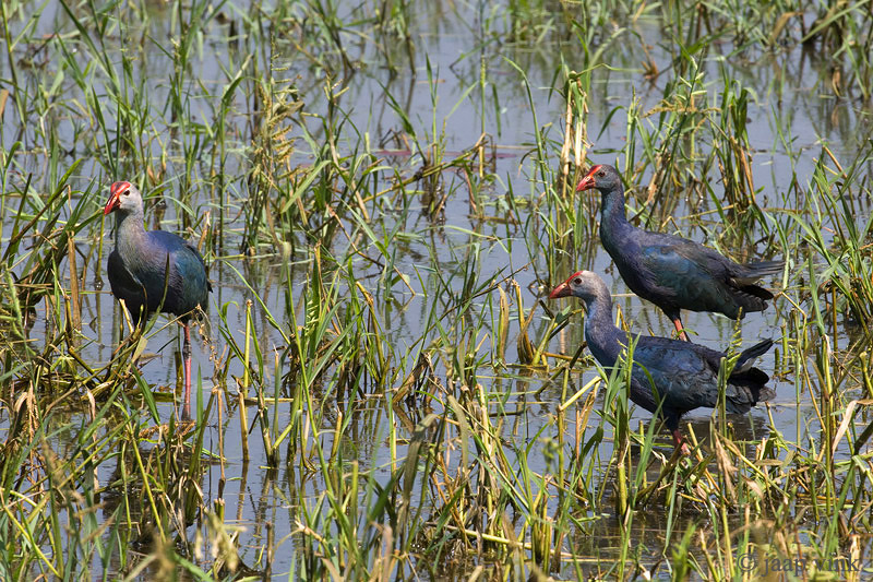 Grey-headed Swamphen - Grijskoppurperkoet - Porphyrio poliocephalus