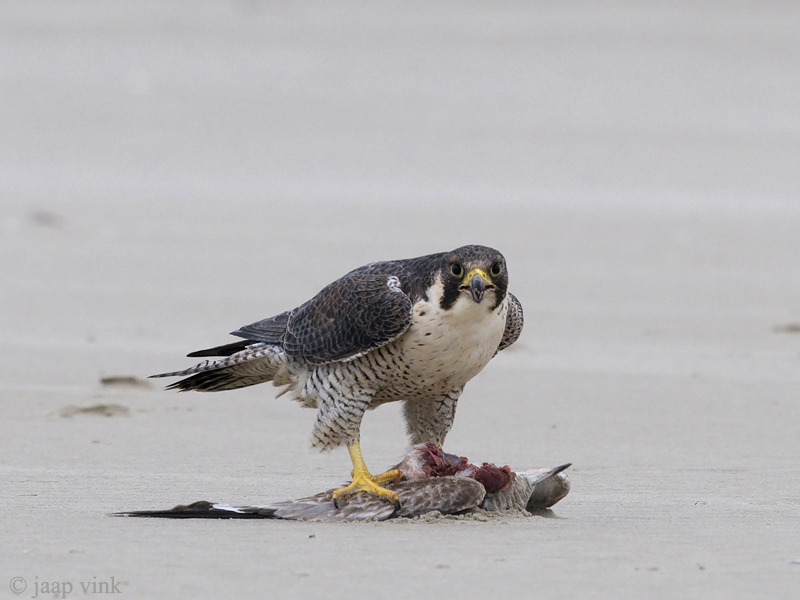 Peregrine - Slechtvalk - Falco peregrinus