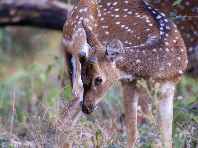 Spotted Deer - Axis Hert - Axis axis