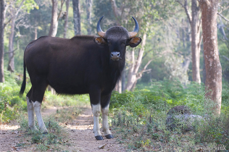 Gaur - Gaur - Bos gaurus