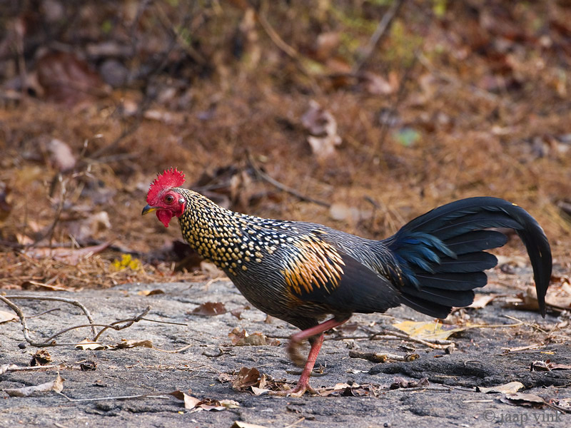 Grey Junglefowl - Sonnerathoen - Gallus sonneratii