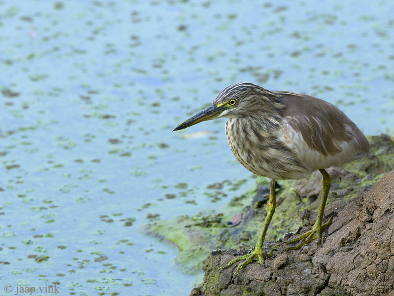 Indian Pond Heron - Indische Ralreiger - Ardeola grayii