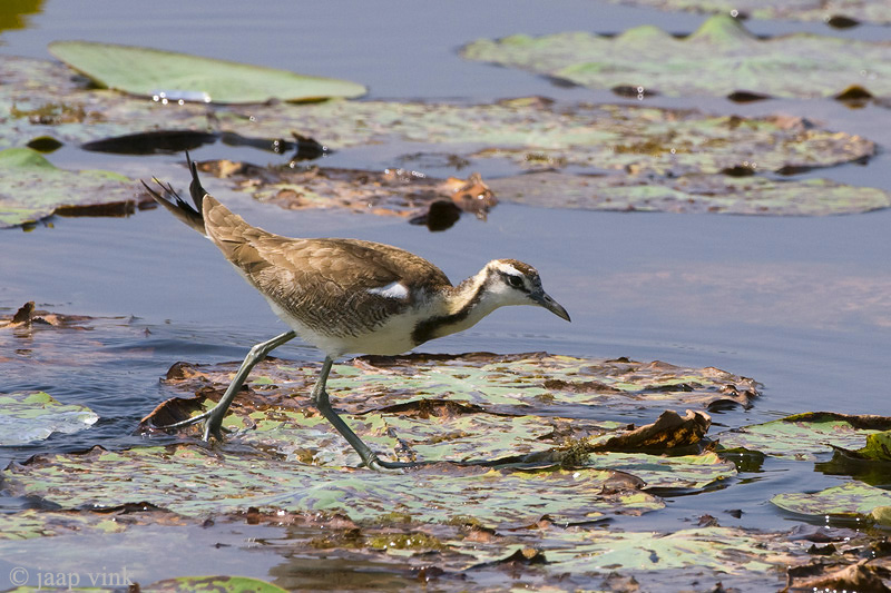 Pheasant-tailed Jacana - Waterfazant - Hydrophasianus chirurgus