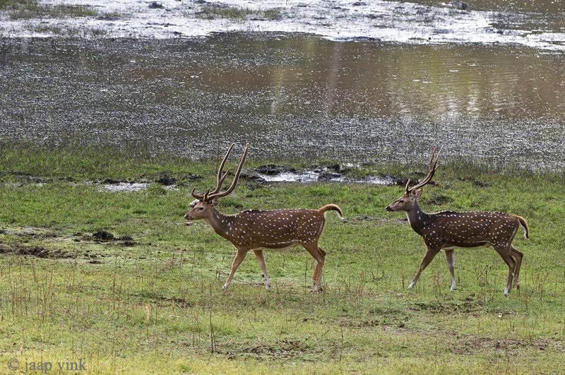 Spotted Deer - Axis Hert - Axis axis