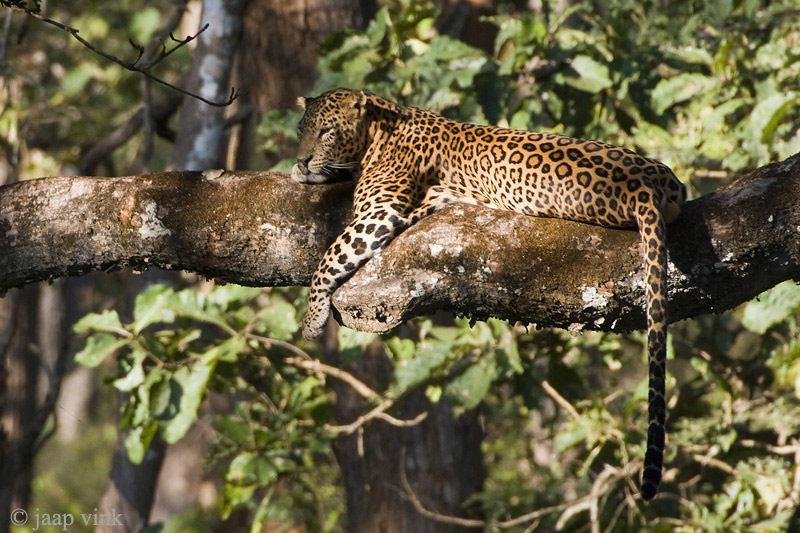 Leopard - Luipaard - Panthera pardus