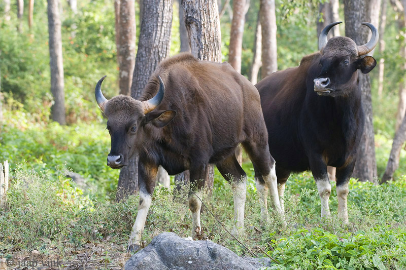 Gaur - Gaur - Bos gaurus
