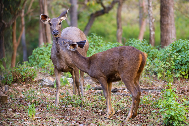 Sambar - Sambar - Rusa unicolor
