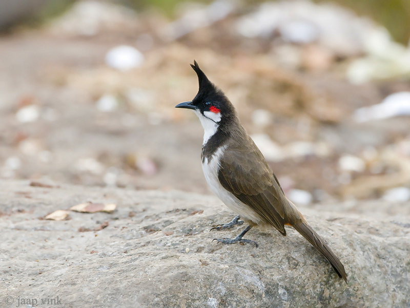 Red-whiskered Bulbul - Roodoorbuulbuul - Pycnonotus jocosus