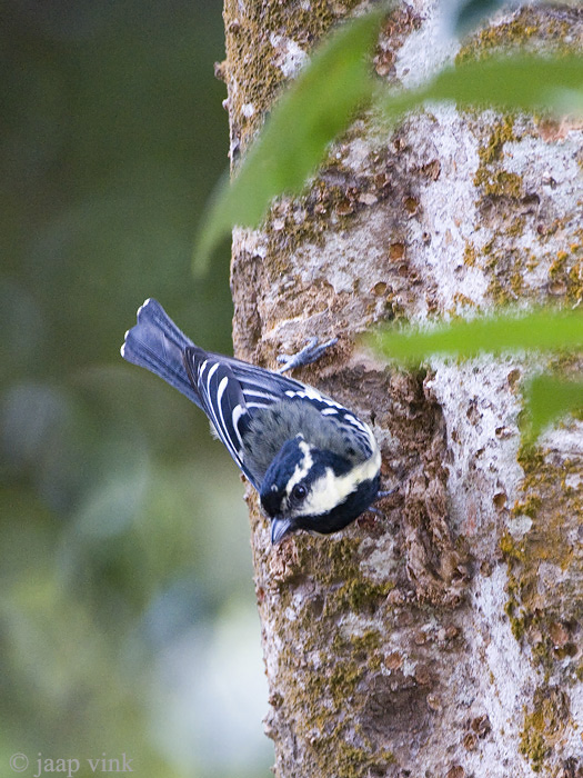 Indian Black-lored Tit - Indiase Kroonmees - Machlolopus aplonotus