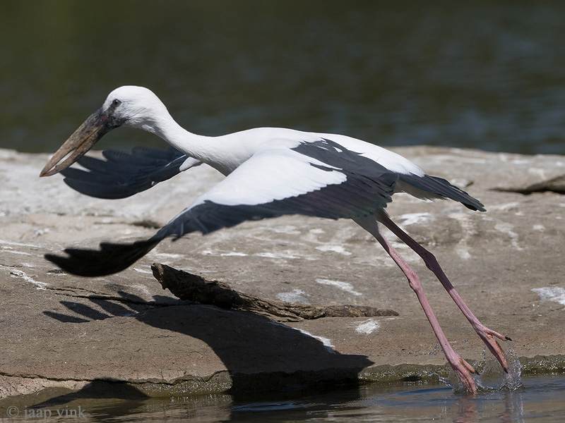 Asian Openbill - Indische Gaper - Anastomus oscitans
