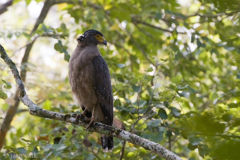 Crested Serpent Eagle - Indische Slangenarend - Spilornis cheela