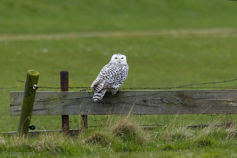 Snowy Owl - Sneeuwuil - Bubo scandiacus