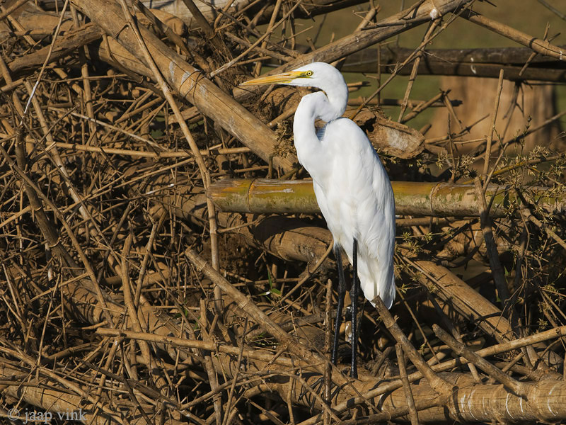 Great Egret - Grote Zilverreiger - Casmerodius albus
