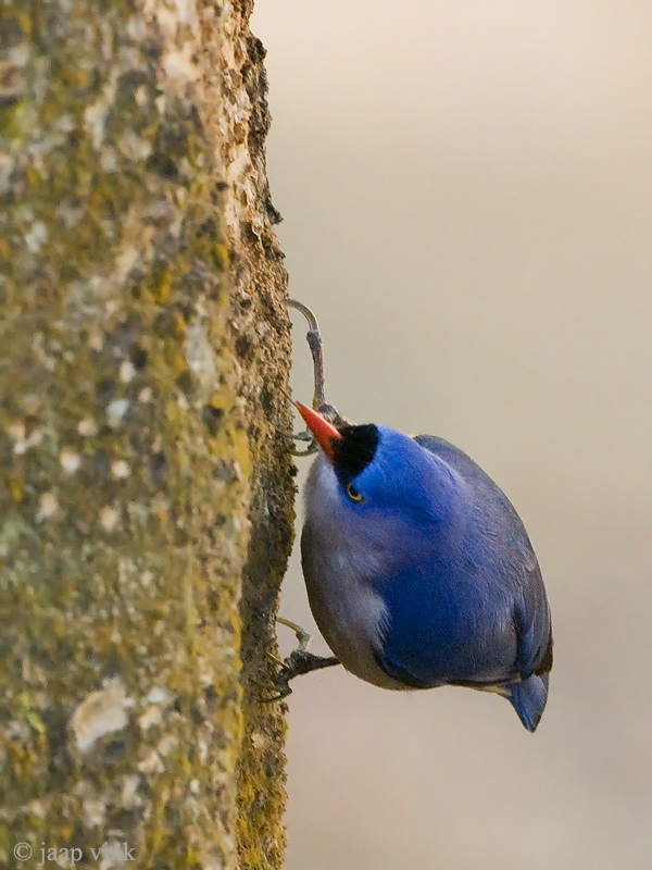 Velvet-fronted Nuthatch - Pluchekapboomklever - Sitta frontalis