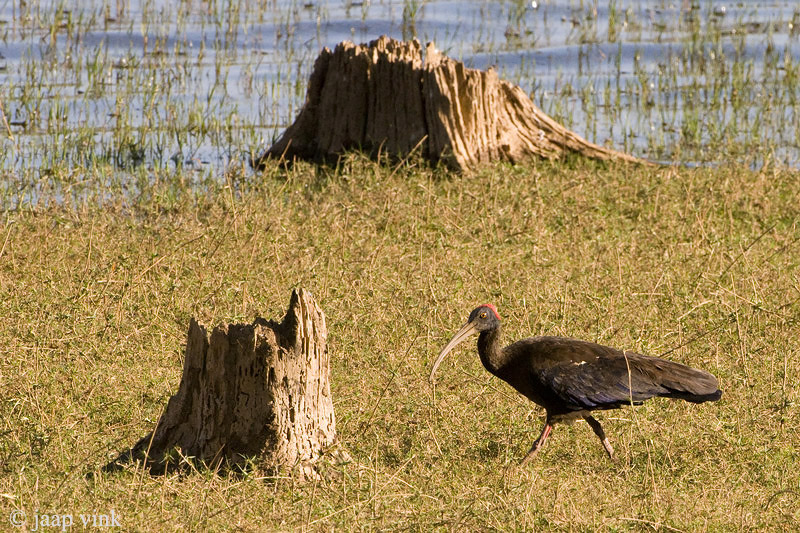Red-naped Ibis - Wrattenibis - Pseudibis papillosa