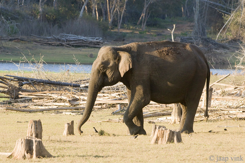 Indian Elephant - Indische Olifant - Elephas maximus indicus
