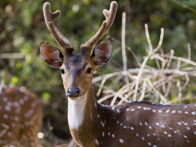 Spotted Deer - Axis Hert - Axis axis
