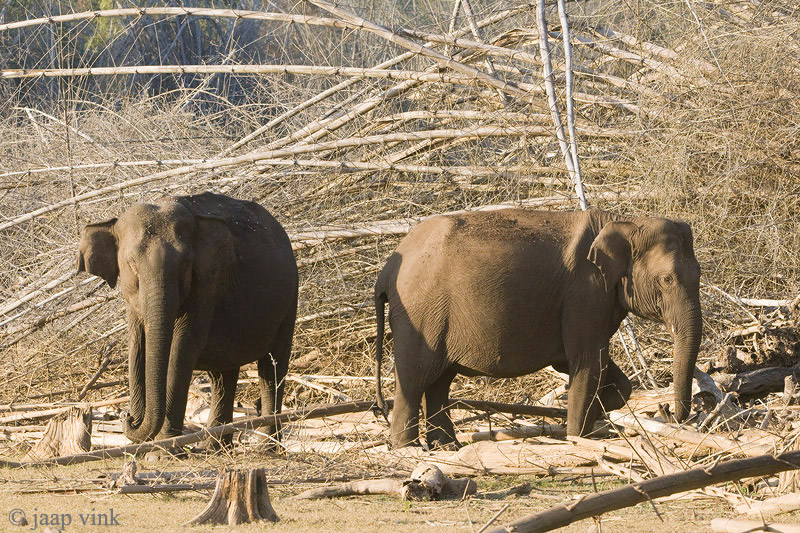 Indian Elephant - Indische Olifant - Elephas maximus indicus