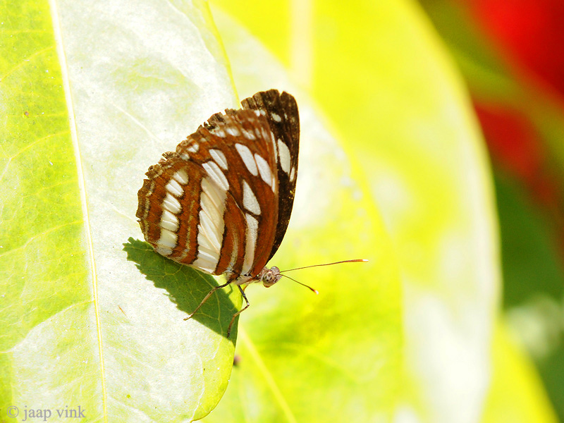 Common Sailer - Neptis hylas