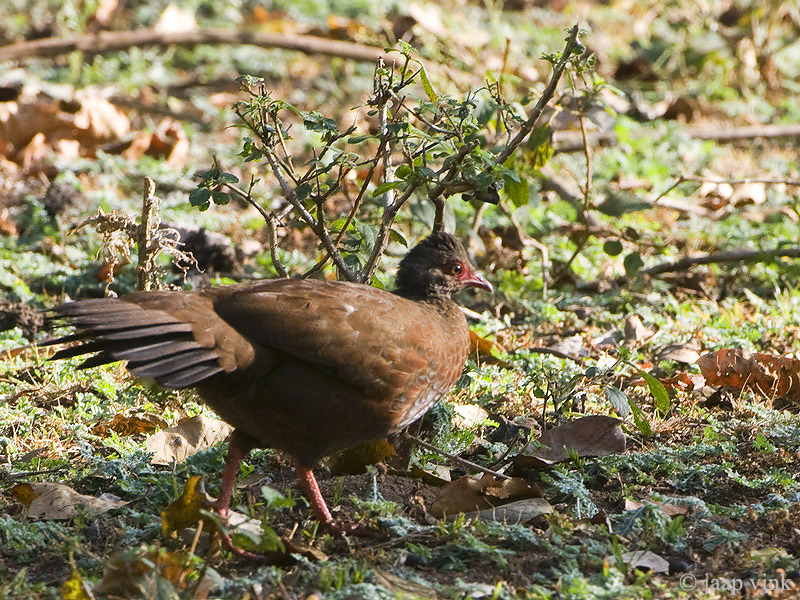 Red Spurfowl - Rode Dwergfazant - Galloperdix spadicea