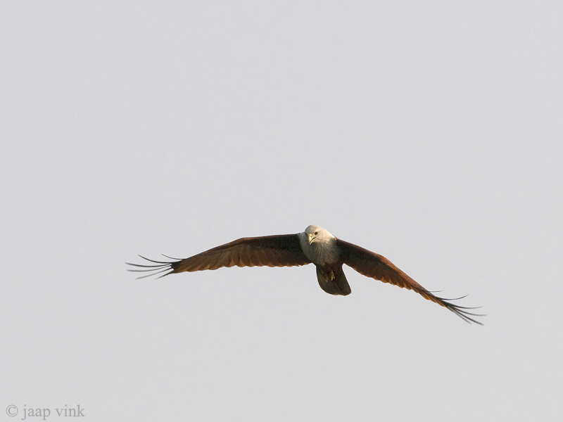 Brahminy Kite- Brahmaanse Wouw - Haliastur indus