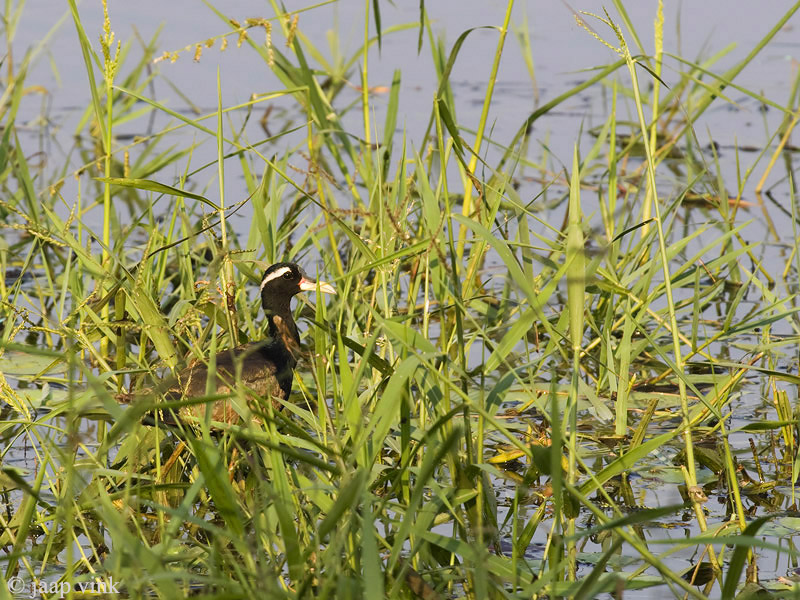 Bronze-winged Jacana - Bronsvleugeljacana - Metopidius indicus