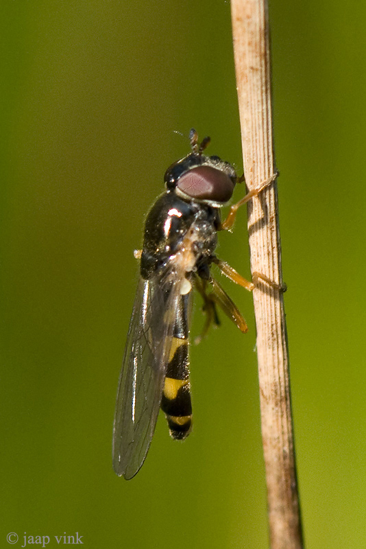 Gewone Driehoekzweefvlieg - Melanostoma mellinum