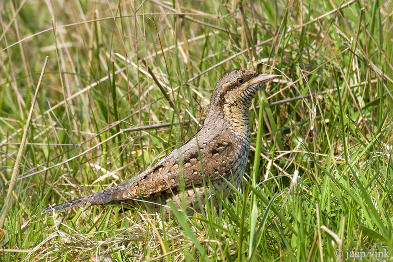 Eurasian Wryneck - Draaihals - Jynx torquilla