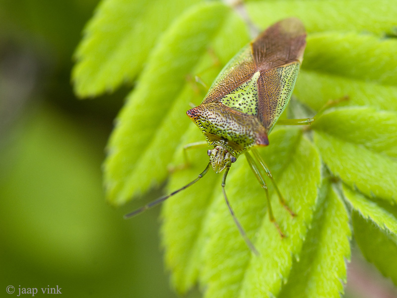 Hawthorn Shield Bug - Meidoornschildwants - Acanthosoma haemorrhoidale