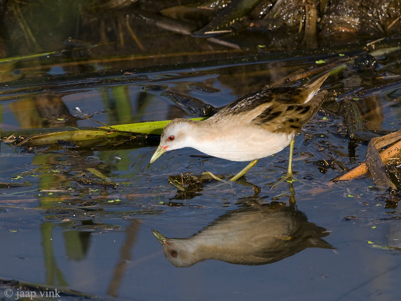 Little Crake - Klein Waterhoen - Porzana parva