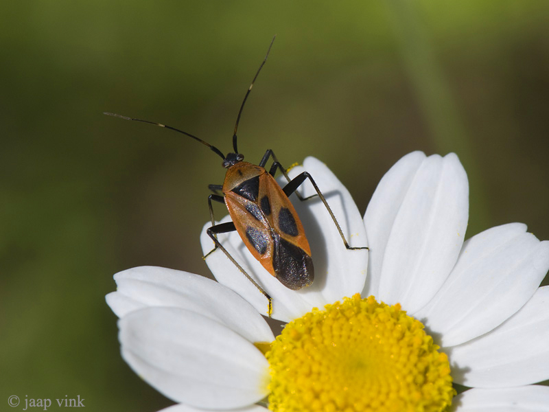 Calocoris nemoralis