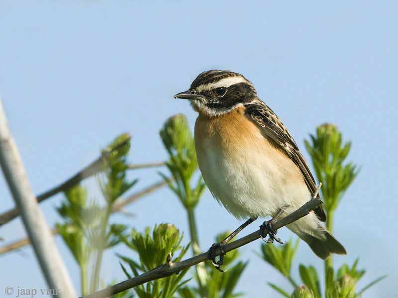 Winchat - Paapje - Saxicola rubetra