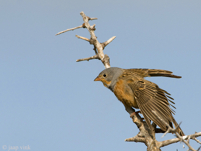 Cretzschmars Bunting - Bruinkeelortolaan - Emberiza caesia