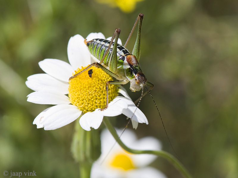 Poecilimon mytilenensis brevissimus