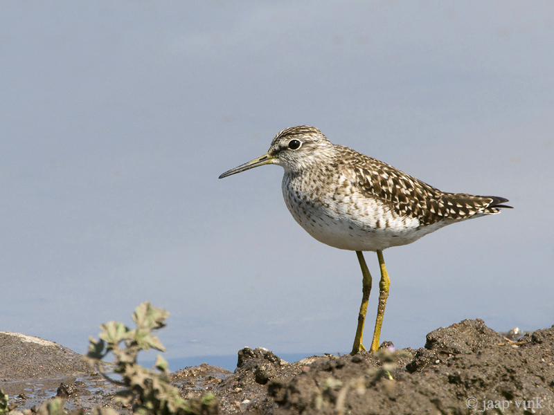Wood Sandpiper - Bosruiter - Tringa glareola