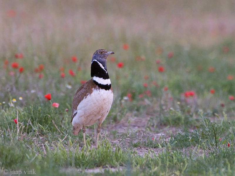 Little Bustard - Kleine Trap - Tetrax tetrax