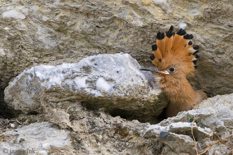 Common Hoopoe - Hop - Upupa epops