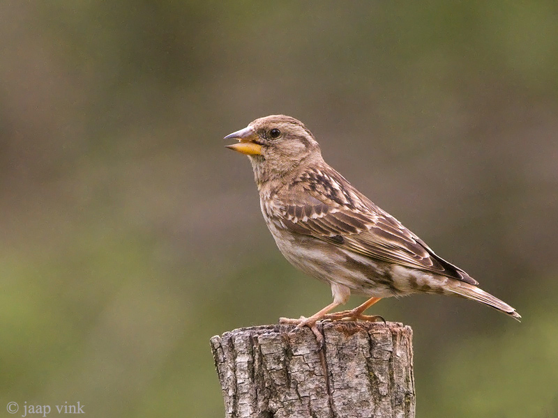Rock Sparrow - Rotsmus - Petronia petronia