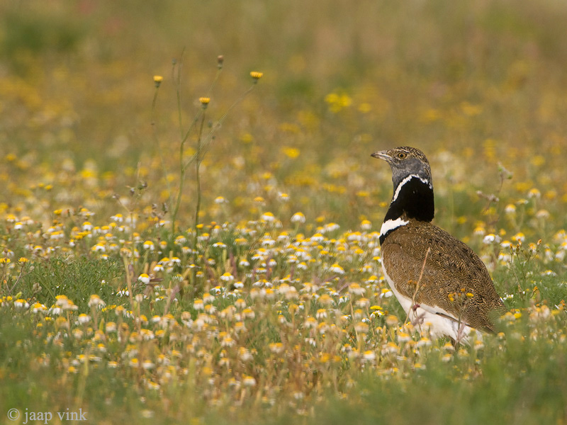 Little Bustard - Kleine Trap - Tetrax tetrax