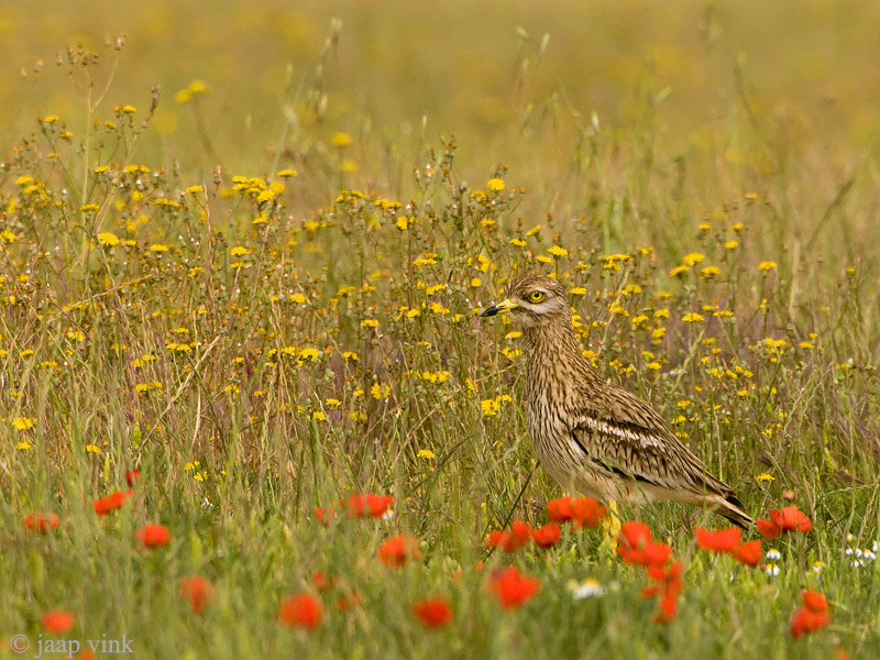 Eurasian Stone-curlew - Griel - Burhinus oedicnemus