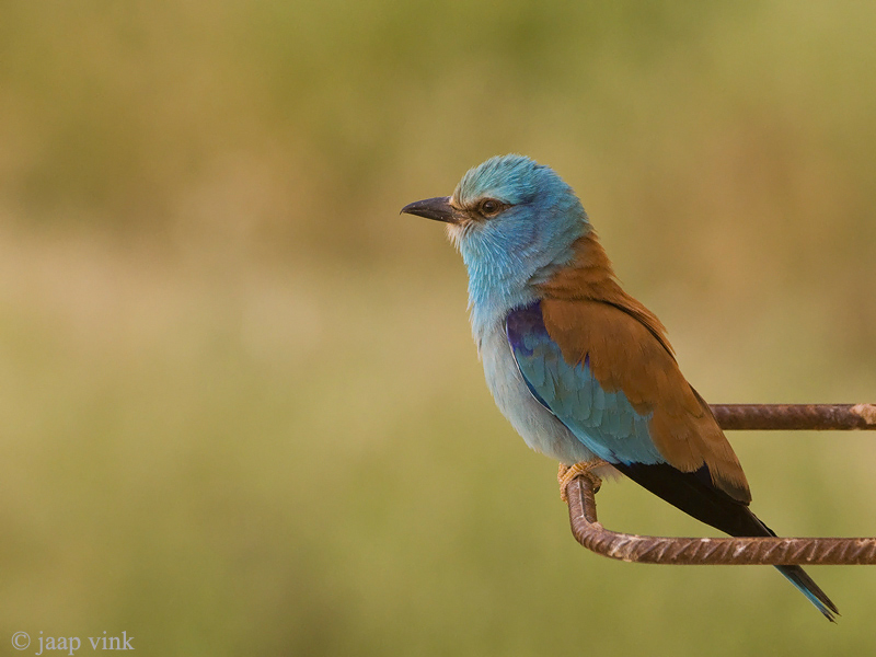 European Roller - Scharrelaar - Coracias garrulus