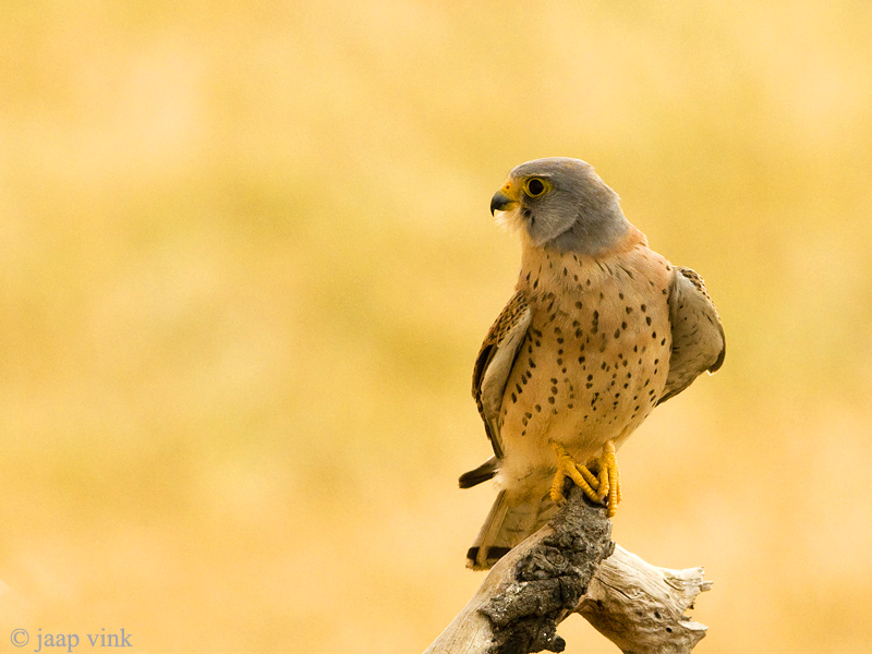 Lesser Kestrel - Kleine Torenvalk - Falco naumanni