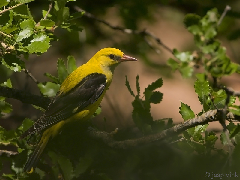 Eurasian Golden Oriole - Wielewaal - Oriolus oriolus
