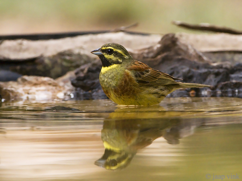 Cirl Bunting - Cirlgors - Emberiza cirlus