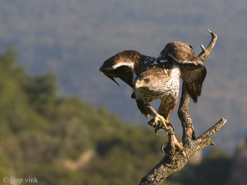 Bonellis Eagle - Havikarend - Aquila fasciata