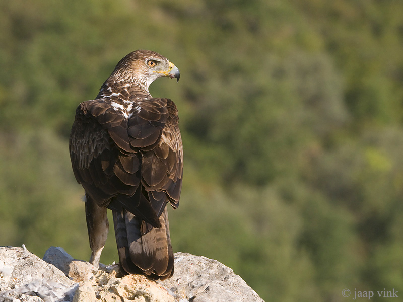 Bonellis Eagle - Havikarend - Aquila fasciata