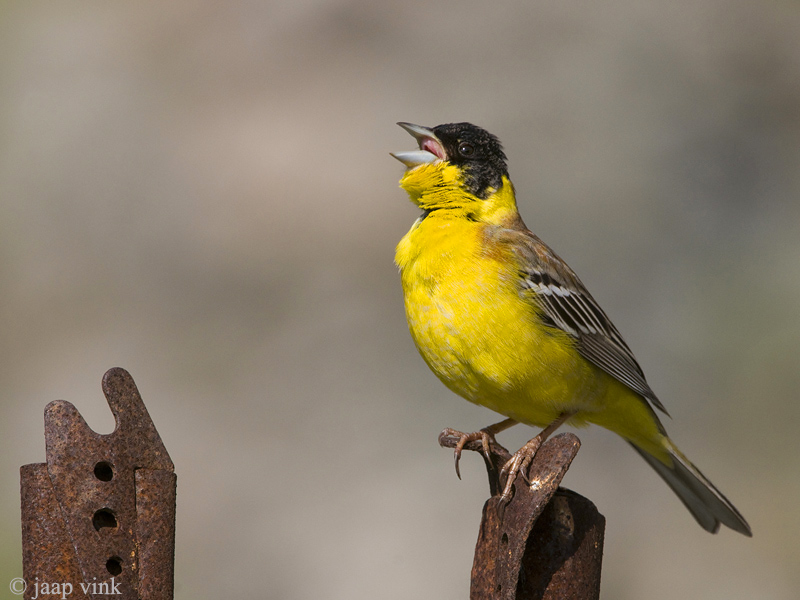 Black-headed Bunting - Zwartkopgors - Emberiza melanocephala