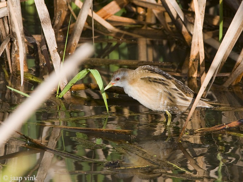 Little Crake - Klein Waterhoen - Porzana parva