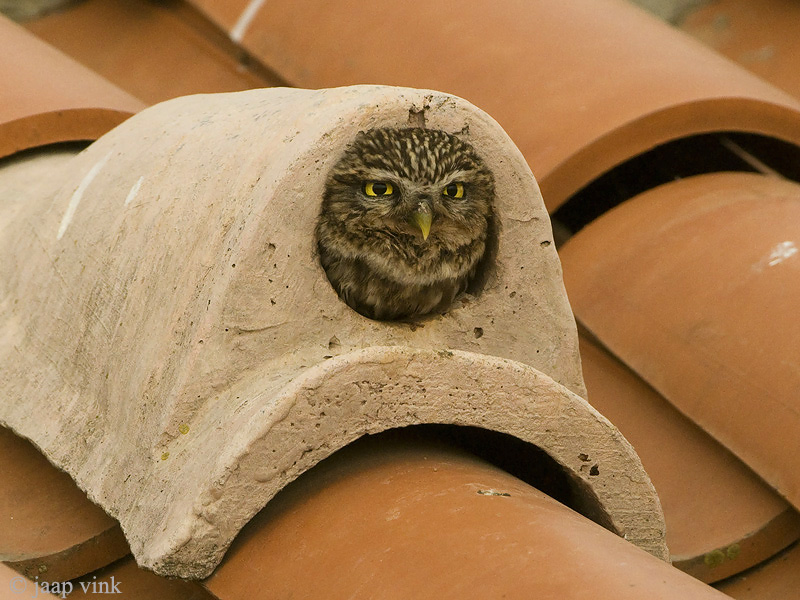 Little Owl - Steenuil - Athene noctua